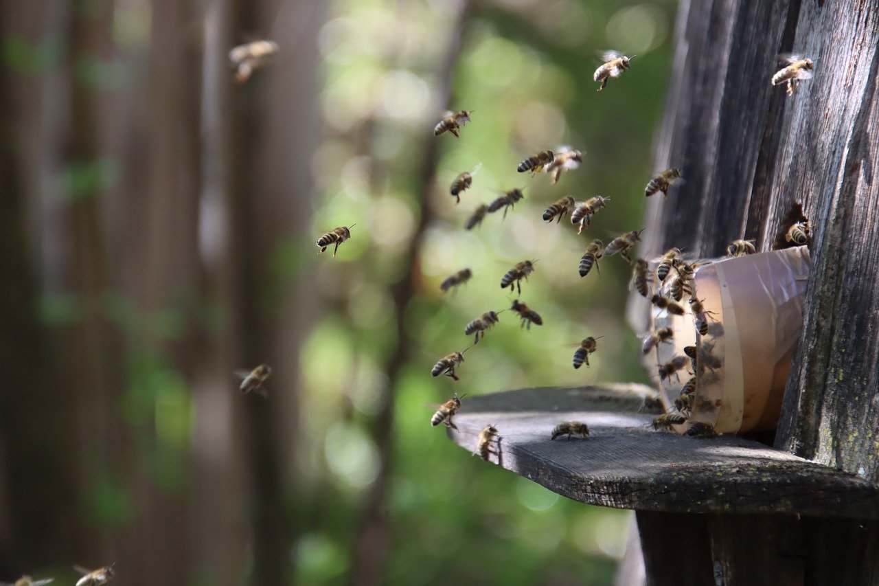 bees, beehive, flight
